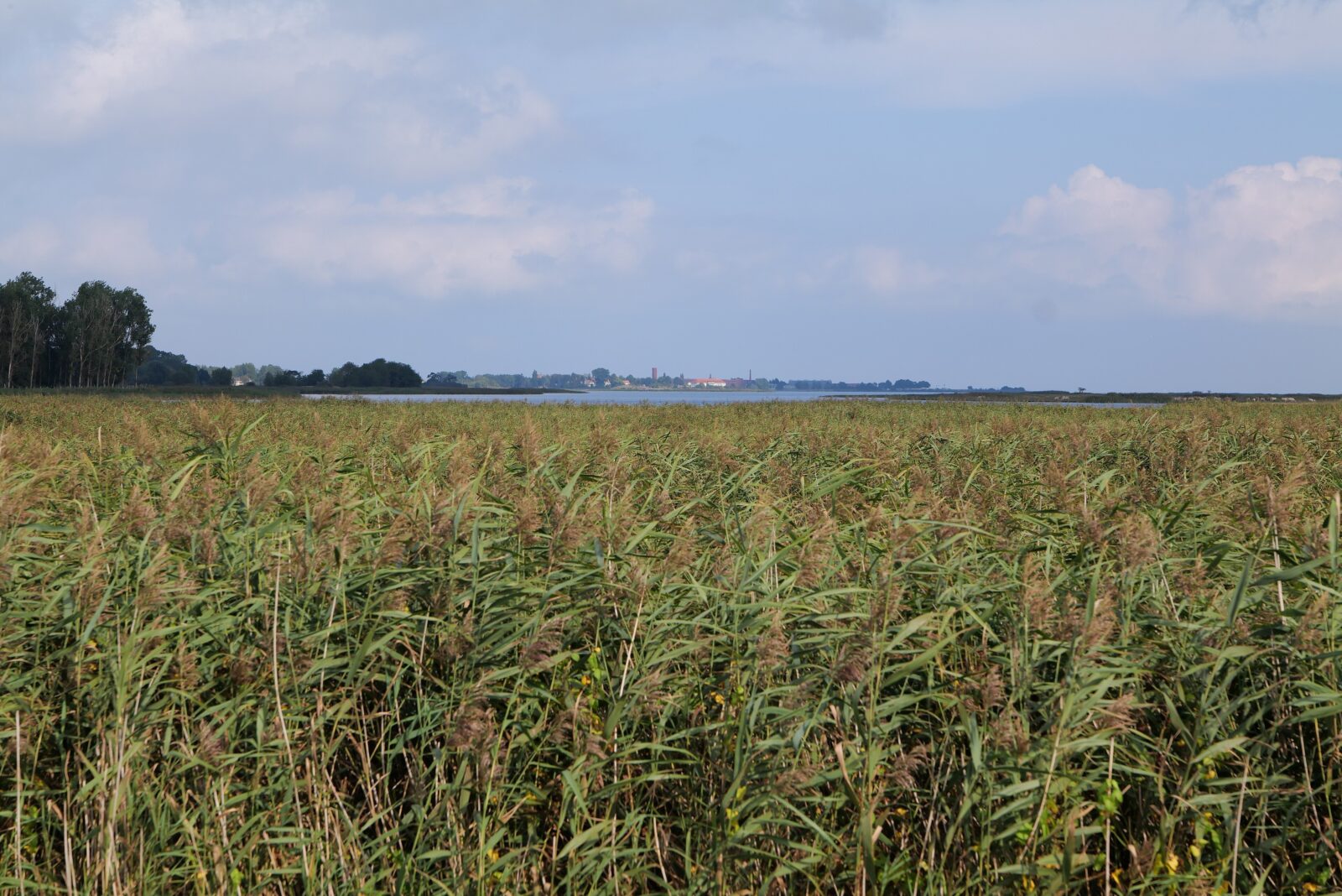 Schilfgürtel am Ufer eines Boddengewässers