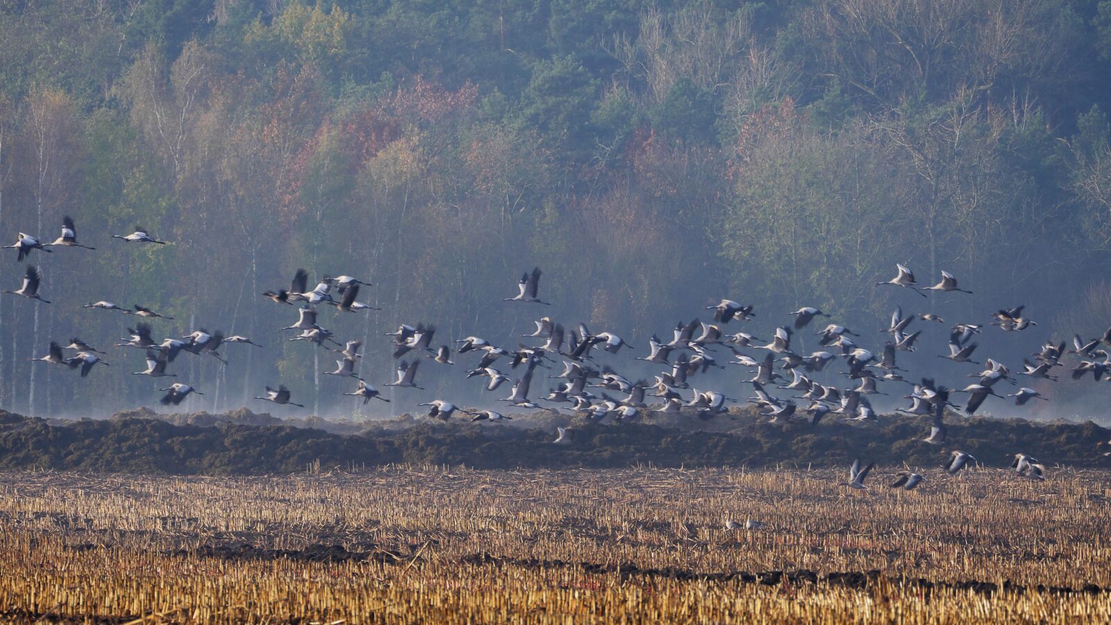 Ein Trupp Kraniche fliegt von einem abgeernteten Feld auf