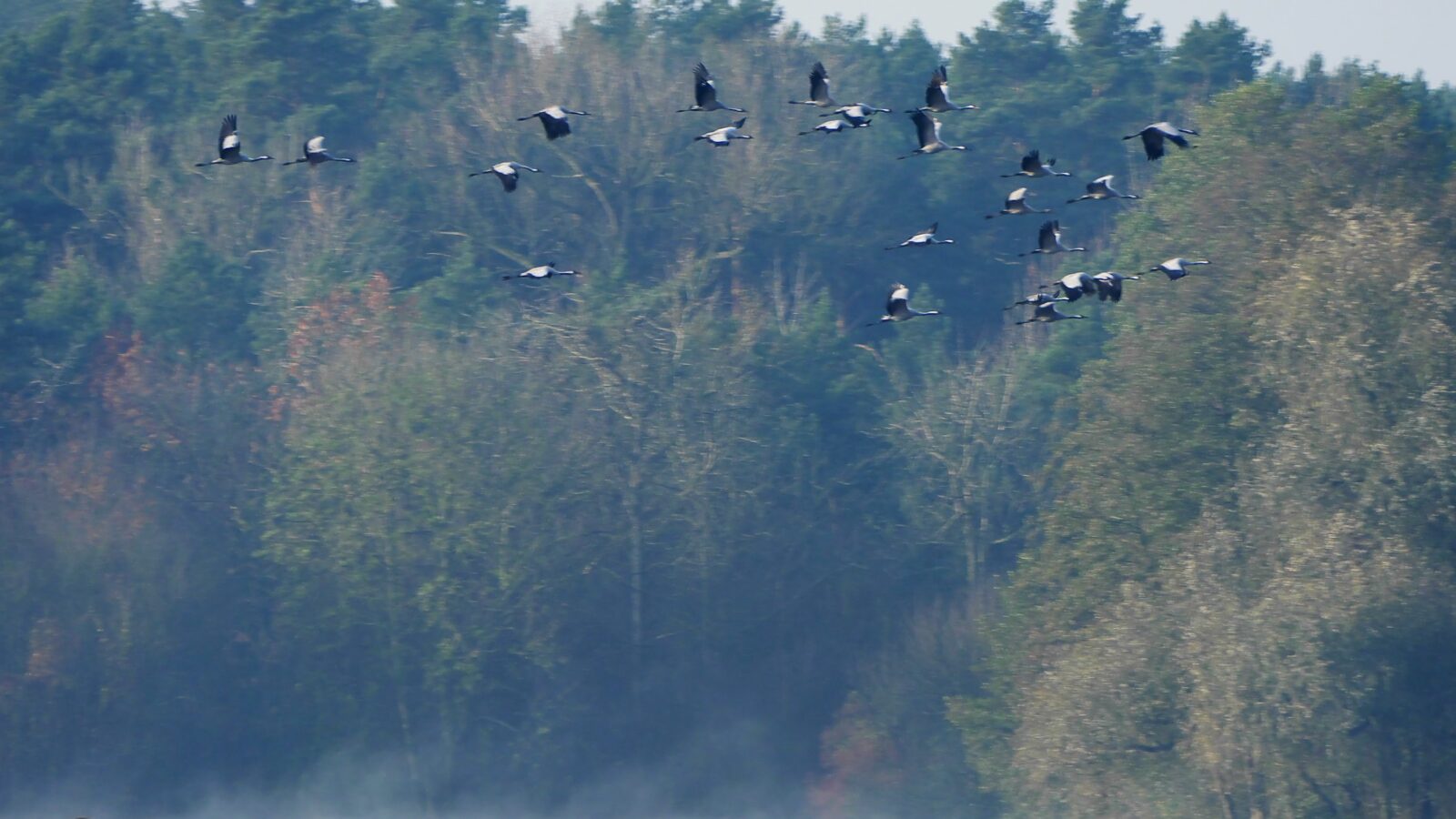 Kraniche fliegen mit gestrecktem Hals vor einem herbstlichen Waldrand vorbei